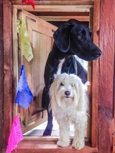 housesitting teachers travel for free