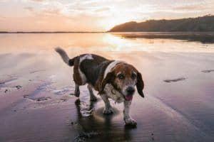 housesitting teachers free travel